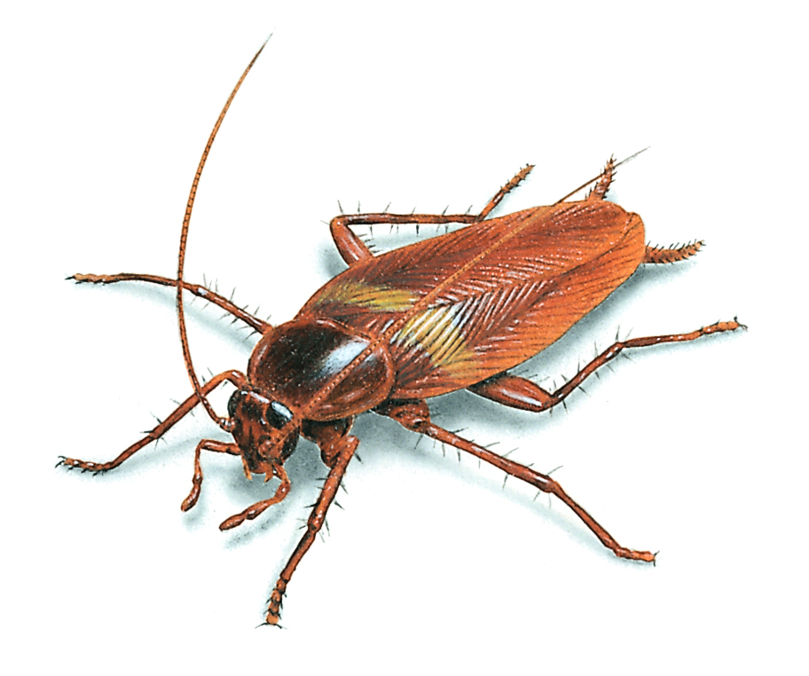 Brown Banded Cockroaches