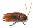 cockroaches