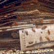 Cockroaches On Cardboard