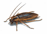 german cockroach