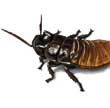 Madagascar Hissing Cockroach