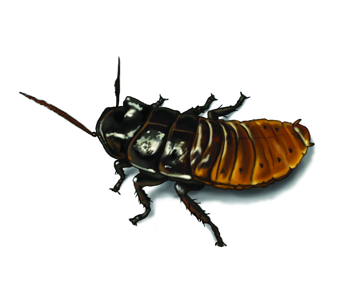 cockroach madagascar