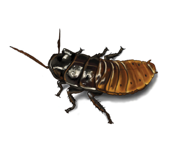 madagascar cockroach picture