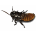 madagascar hissing cockroach