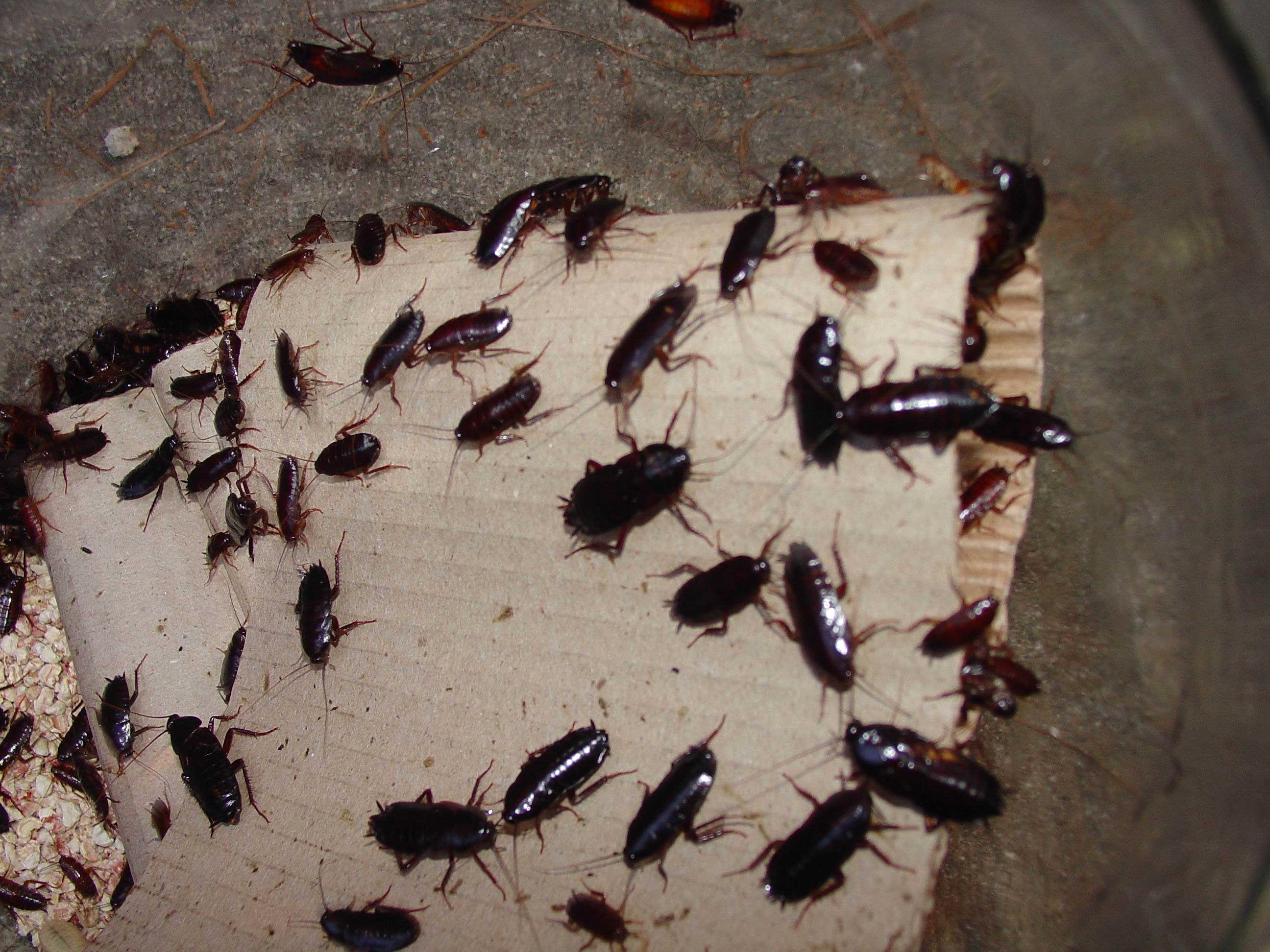 Oklahoma Cockroaches