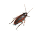 Smoky-Brown Cockroach Illustration