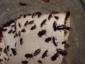 Mass of Oriental Cockroaches