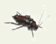 Oriental Cockroach Illustration