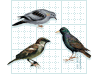 wildlife pest control