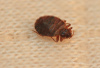 bed bug control