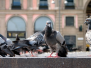 Bird Control