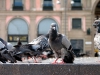 Bird Control