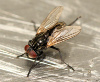 Fly control