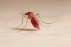 Mosquito Control