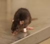 Rodent Control