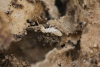 Termite Control