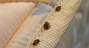 bed bug basics