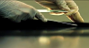 bed bug detection