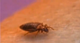 bed bug basics