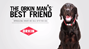bed bug dog video