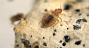 bed bug state of the industry