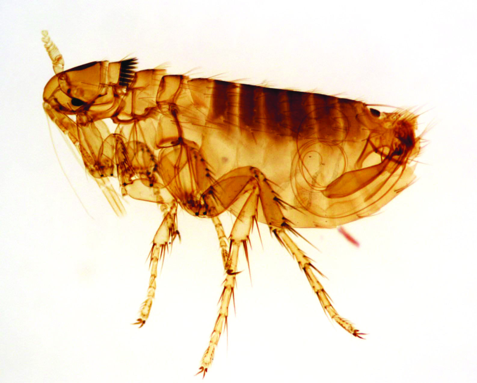 fleas look like