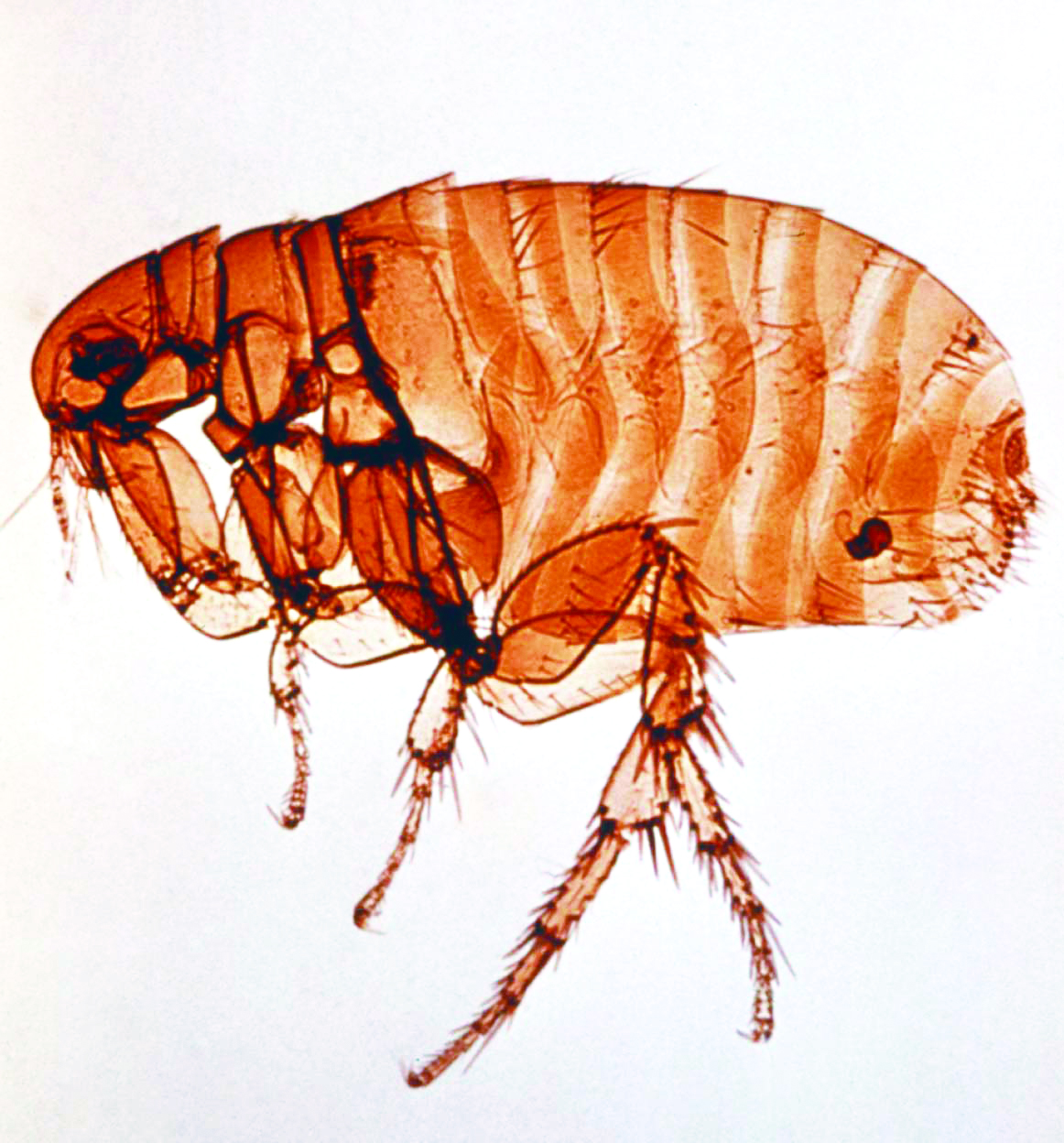 Pictures of Fleas: What Do Fleas Look Like? - orkin.com