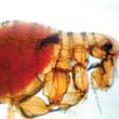 Photo of Flea That Just Finished Feeding