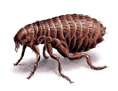 Flea Illustration