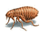 fleas