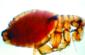Photo of a Flea that just Finished Feeding