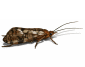 caddisfly