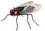 flies
