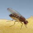 Fruit Fly Close Up Feeding