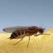 mosca de la fruta