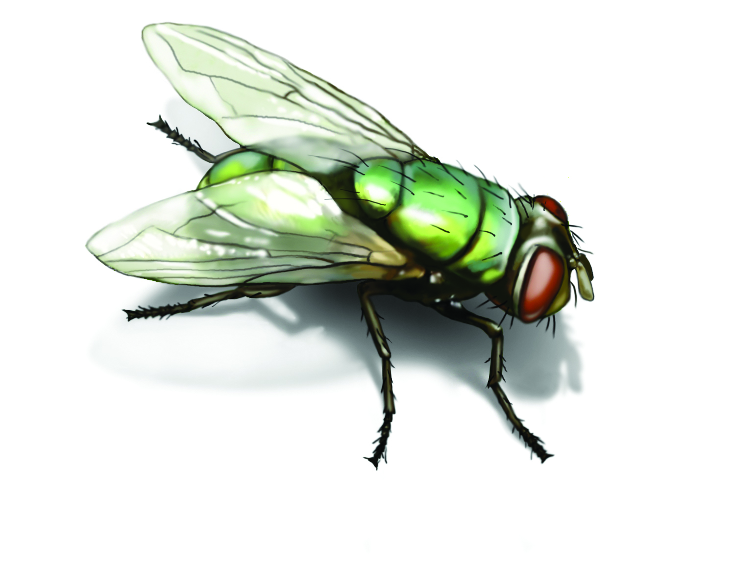 green-bottle-fly-illustration_1500x1200.