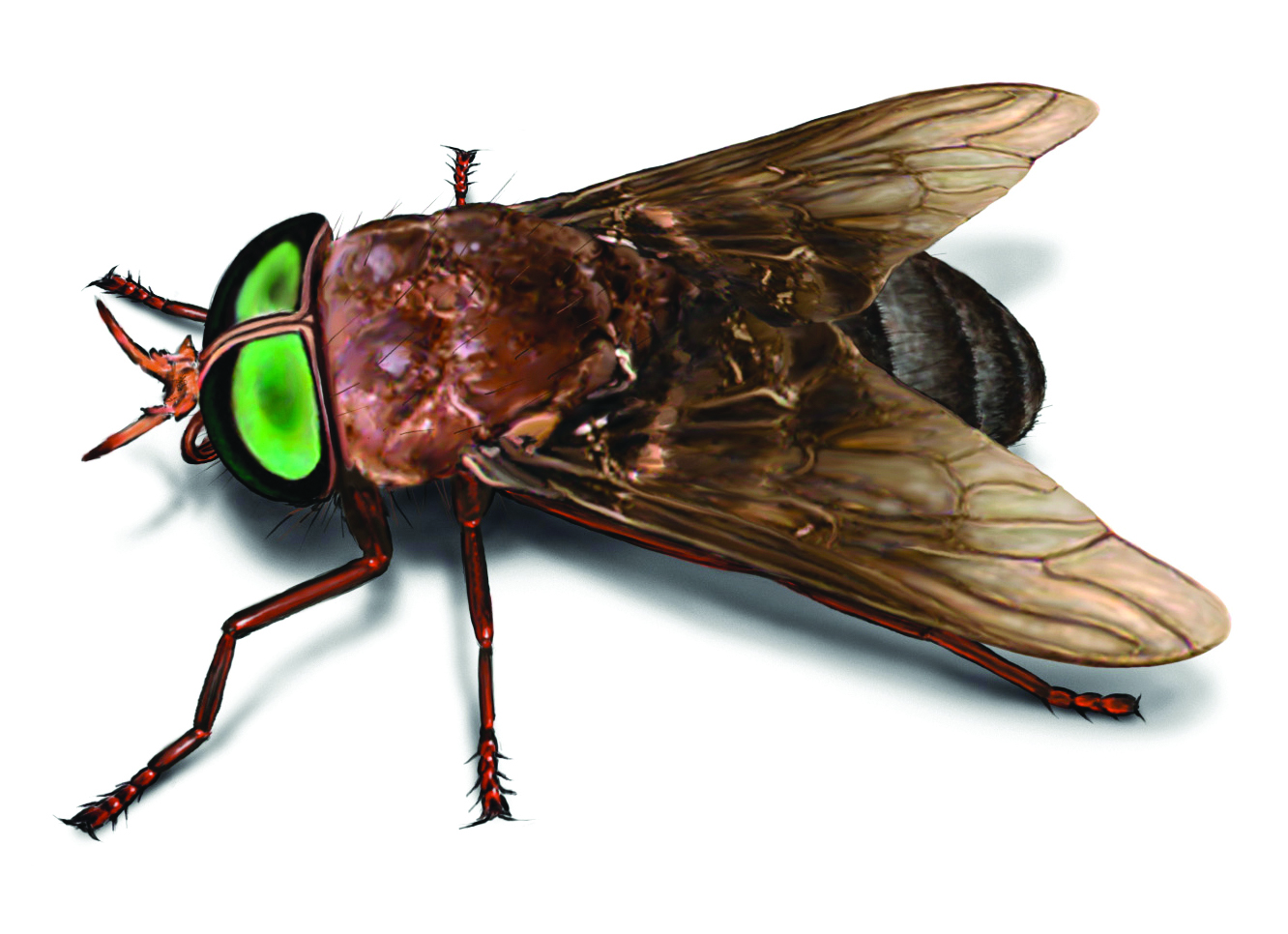 Female Horse Fly