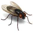 mosca domestica