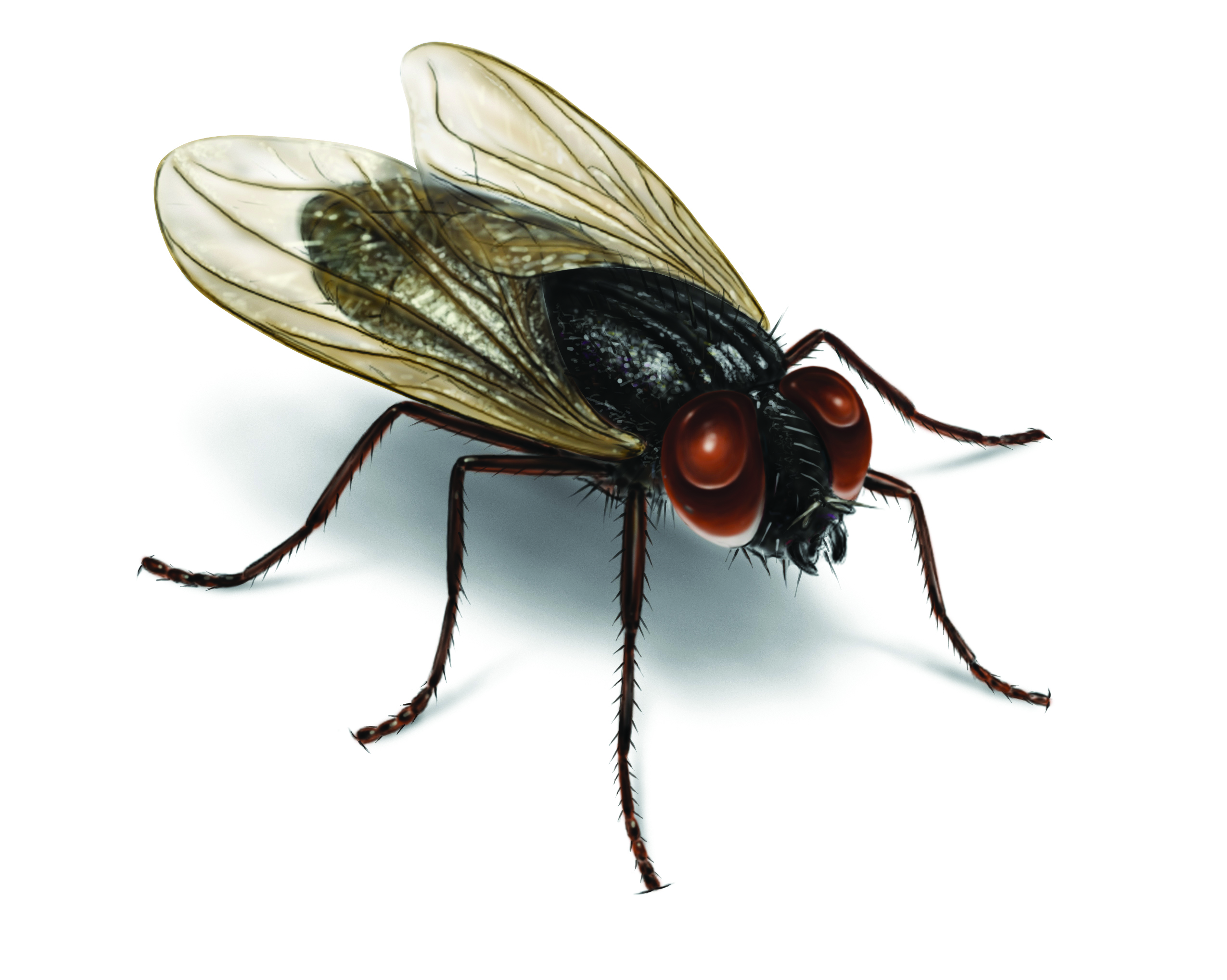 clipart of house fly - photo #44