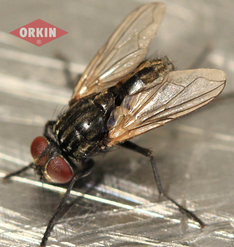 Identify Flies List Of Different Types Of Flies For Identification