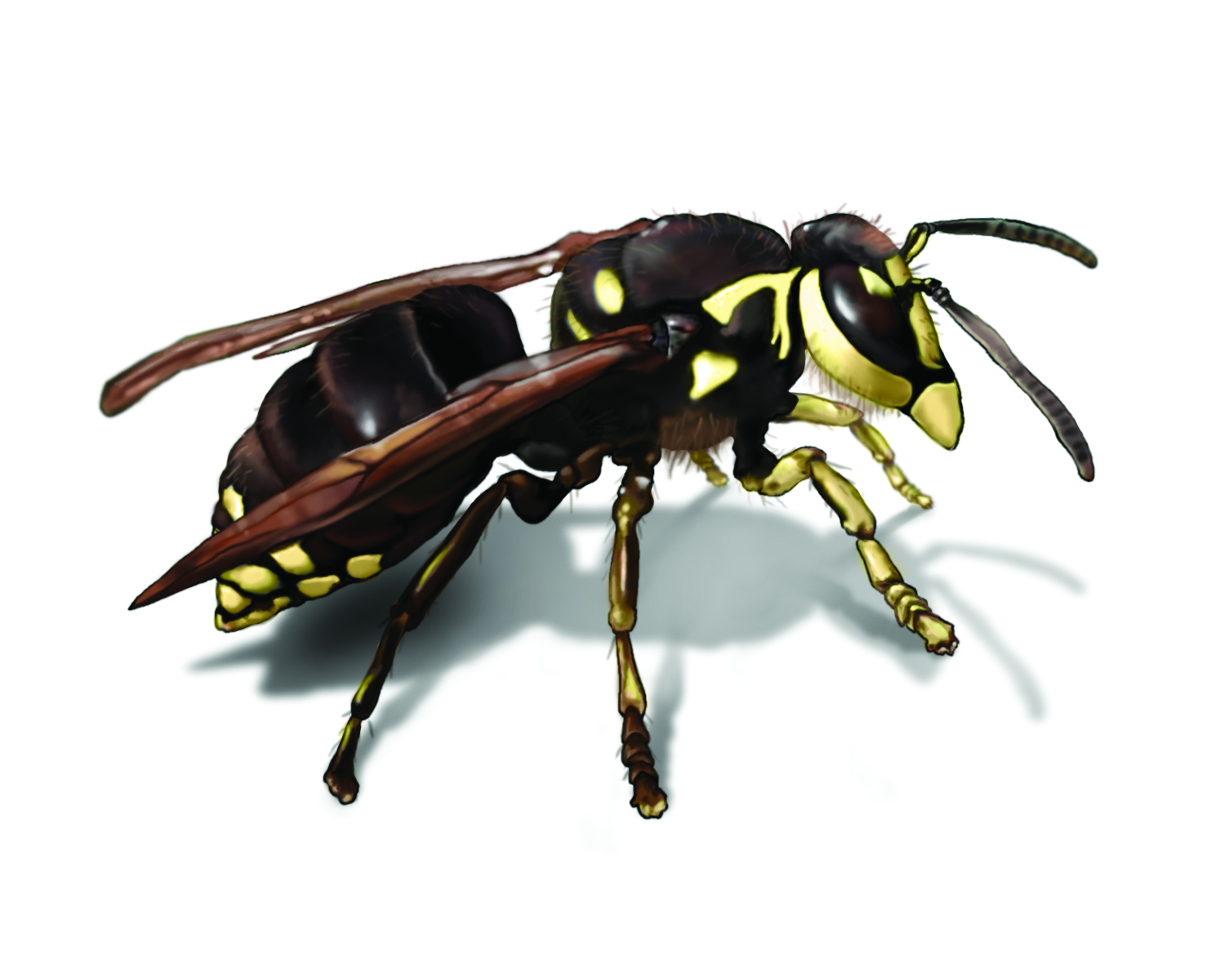 How to Get Rid of Hornets - Hornet Facts