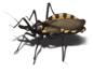 Kissing Bugs