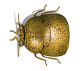 Kudzu Bug