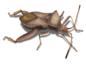 Leaf Footed Bugs