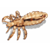 lice