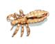 Body Louse Illustration