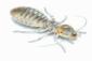 Book Louse Illustration