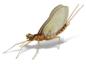 Mayflies