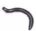millipede