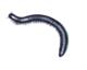 Millipede Illustration